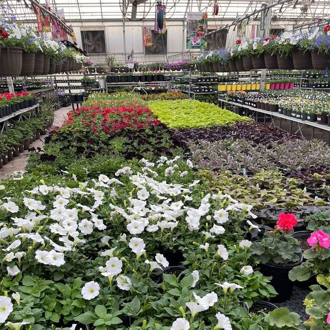 Rows of colorful flowers in a greenhouse, with white blooms in the foreground and hanging baskets above