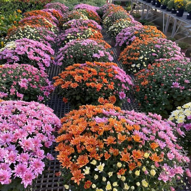 Rows of colorful chrysanthemums blooming in a garden bed, mostly pink, orange, and white.
