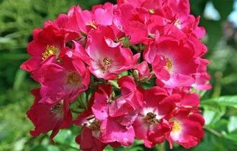 Cluster of bright pink flowers with green leaves in a garden