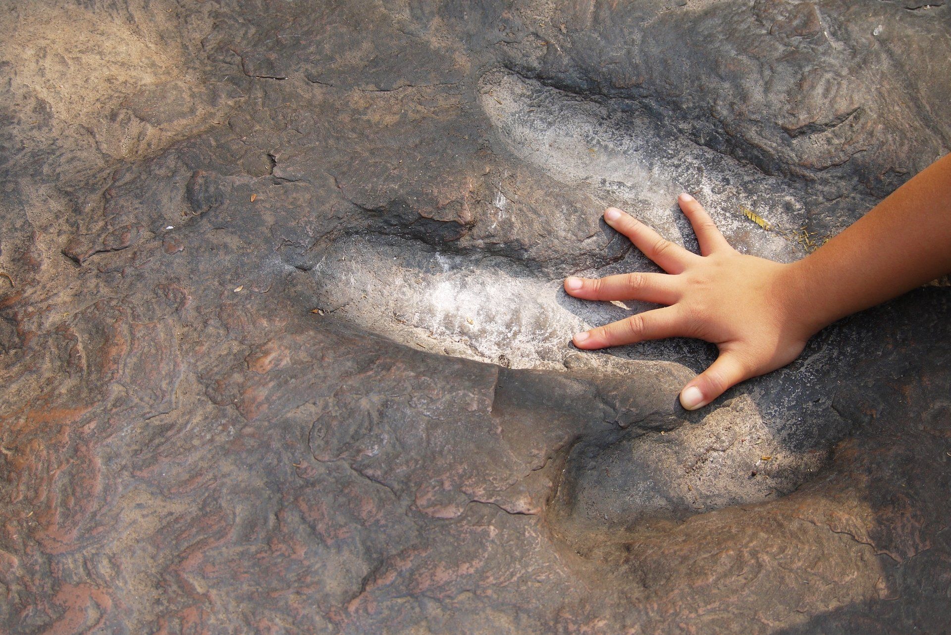 dinosaur footprint image