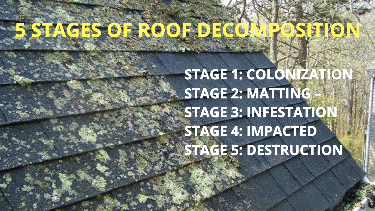 Moldy roof