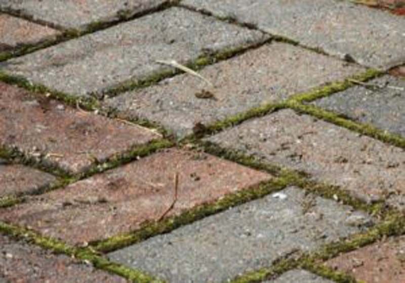 moldy pavers