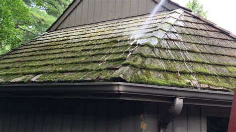 moldy roof
