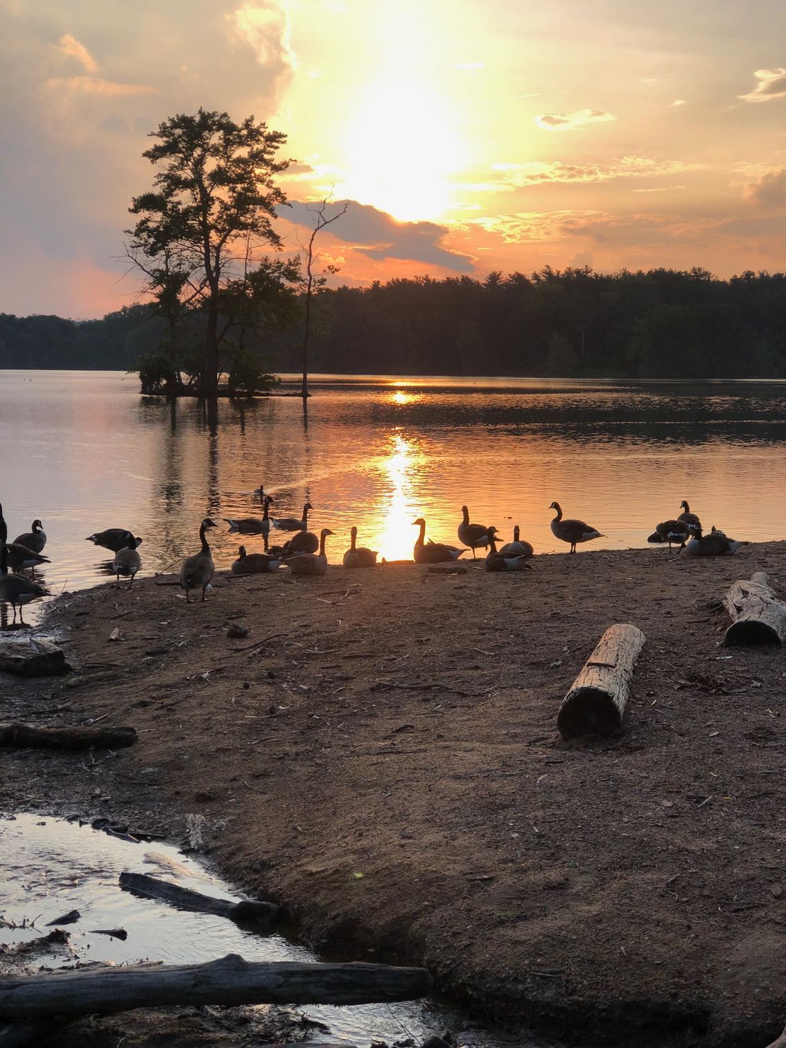 A sunset over a lake with ducks on the shore in lutherville md service area omni-roof.com