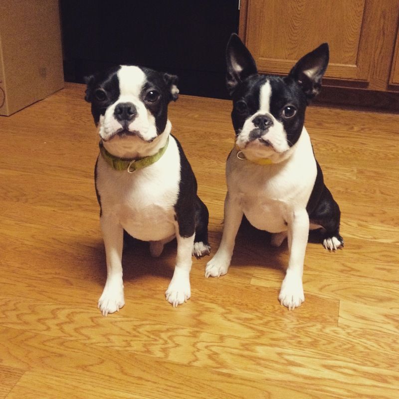 Two black and white dogs are sitting on a wooden floor