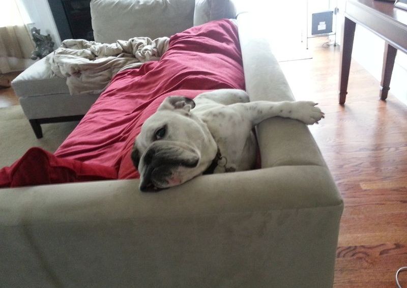 A dog is laying on a couch with a red blanket