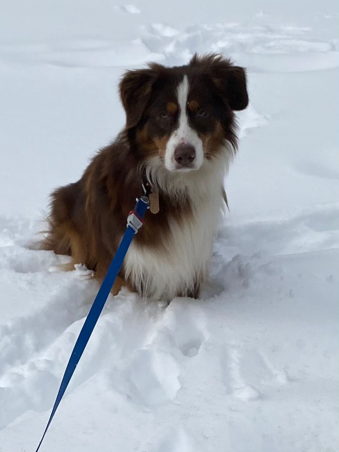 A brown and white dog on a leash in the snow