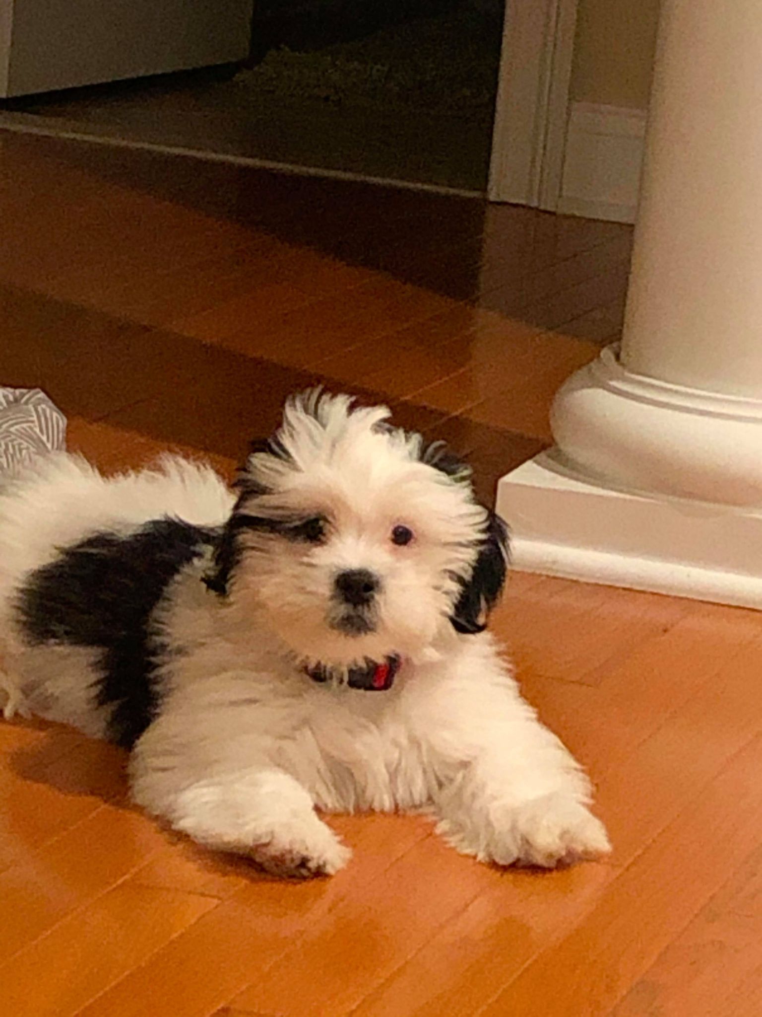 A small black and white dog is laying on a wooden floor.
