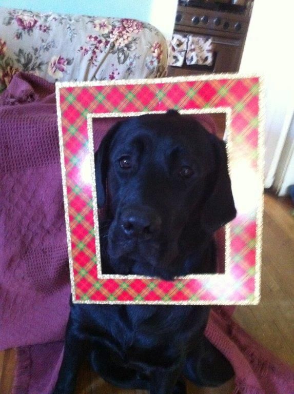 A black dog holding a red and green plaid picture frame