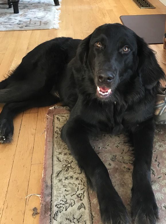 A black dog is laying on a rug on the floor