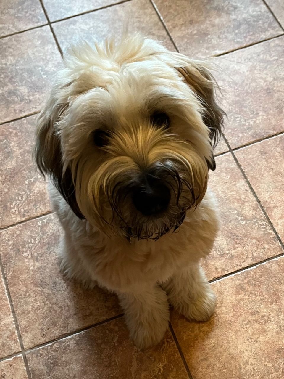 A small dog is sitting on a tiled floor and looking up at the camera.