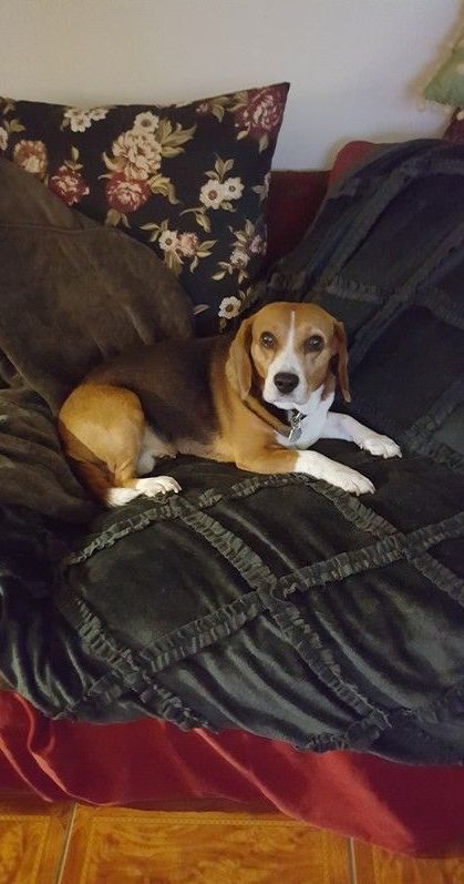 A beagle dog is laying on a couch next to a cat.