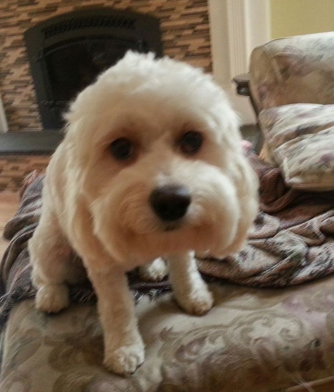 A small white dog is sitting on a couch looking at the camera