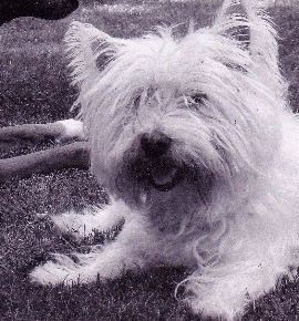 A black and white photo of a small white dog laying in the grass