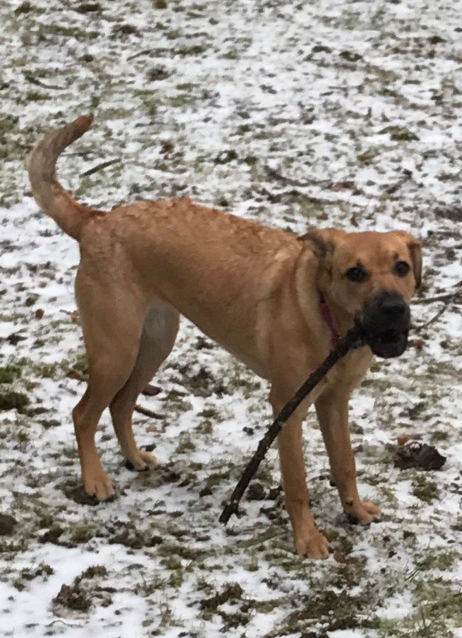 A dog is holding a stick in its mouth in the snow.