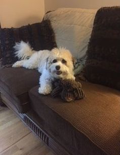 A small white dog is laying on a brown couch with a stuffed animal in its mouth.