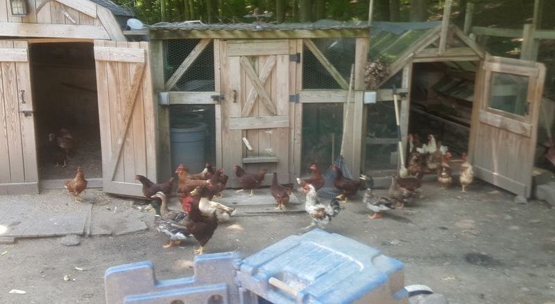 A group of chickens are standing in front of a wooden chicken coop.