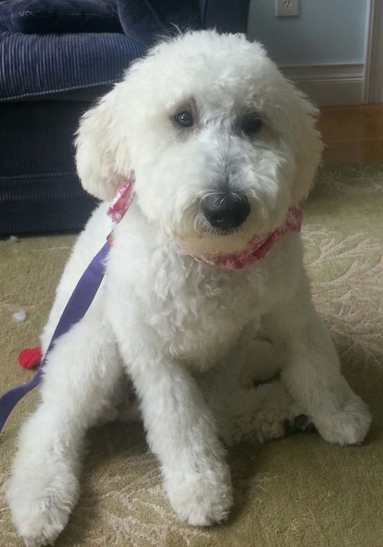 A small white dog with a pink collar is sitting on the floor.