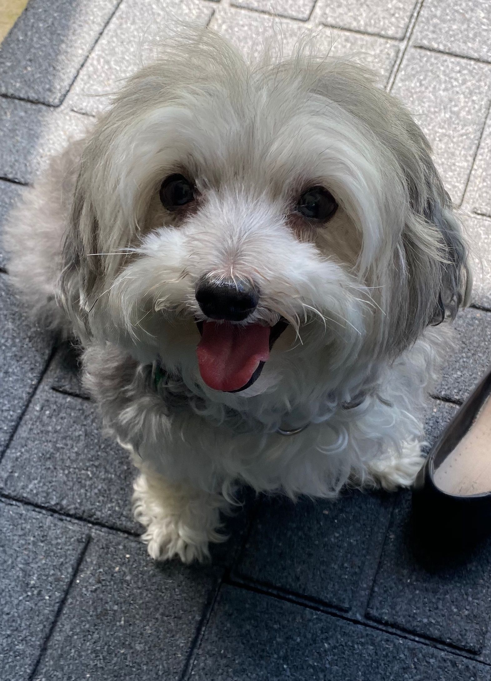 A small white dog is sitting on a brick sidewalk with its tongue hanging out.
