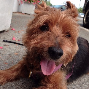 A small brown dog with a pink tongue sticking out