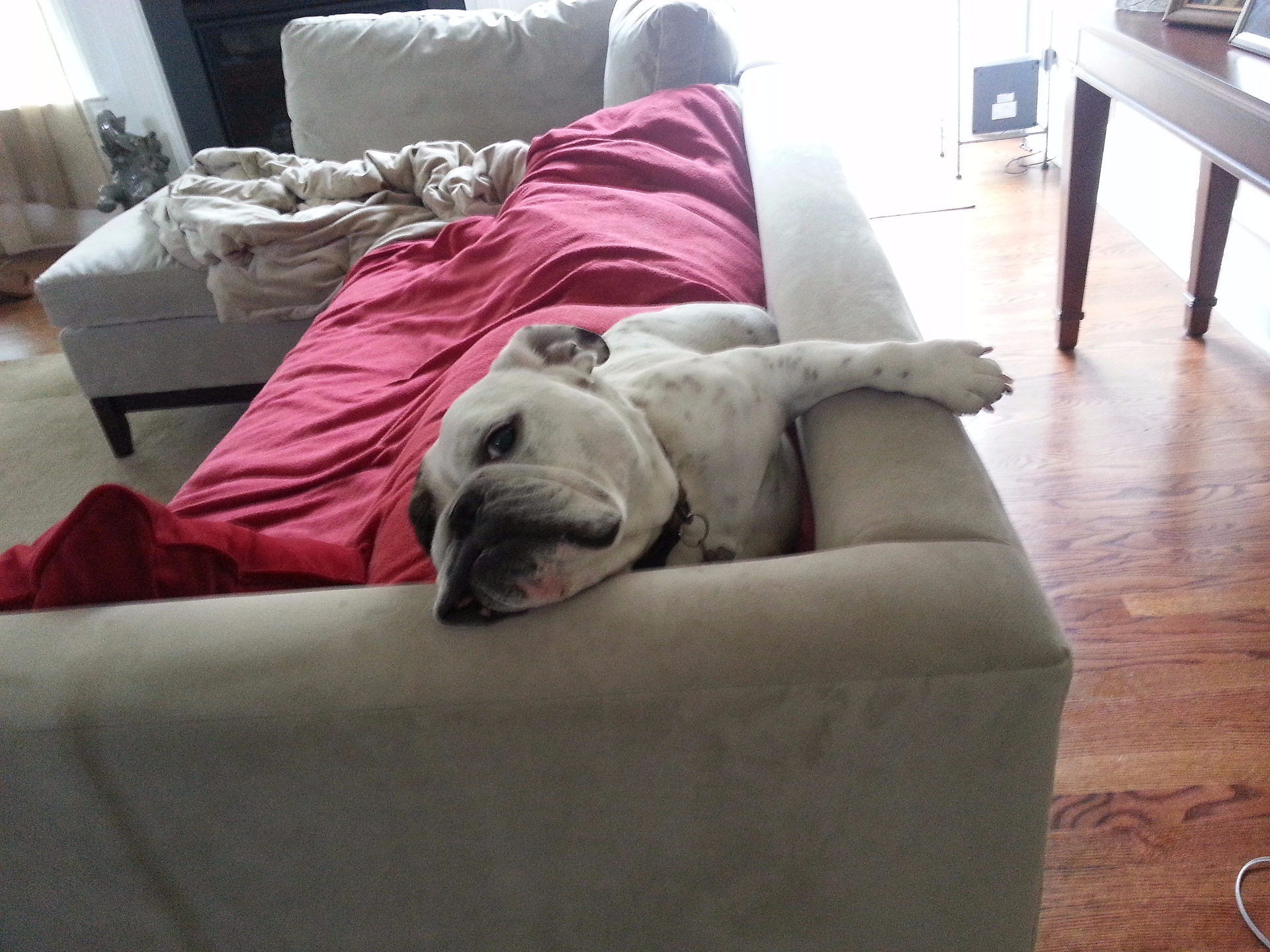 A dog is laying on a couch with a red blanket