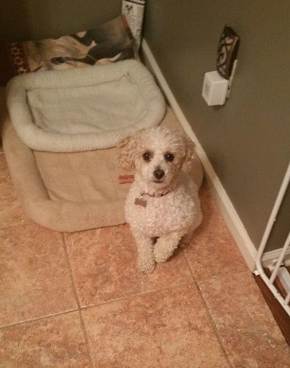 A small white dog is sitting on a tiled floor next to a dog bed.