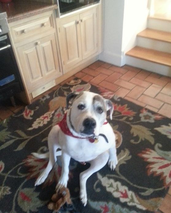 A white dog is sitting on a rug in a kitchen