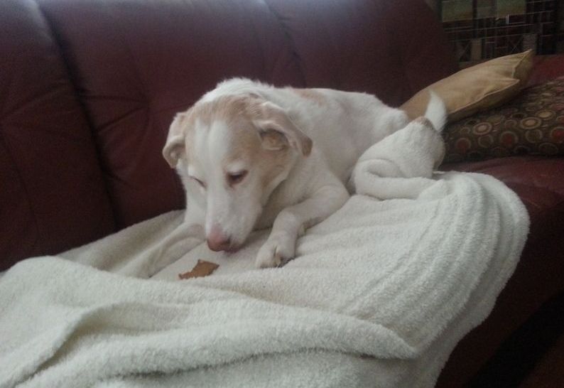 A brown and white dog laying on a white blanket on a couch