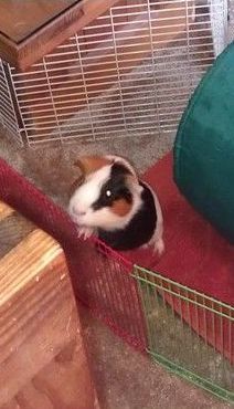 A black and white guinea pig is sitting in a cage.