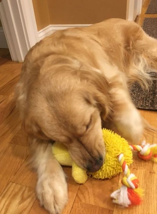 A dog is laying on the floor chewing on a yellow toy.