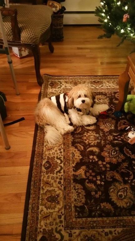 A small dog is laying on a rug in a living room next to a christmas tree.