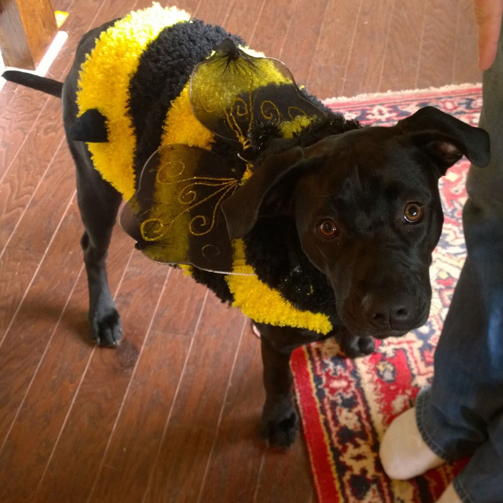 A black dog wearing a yellow and black bee costume