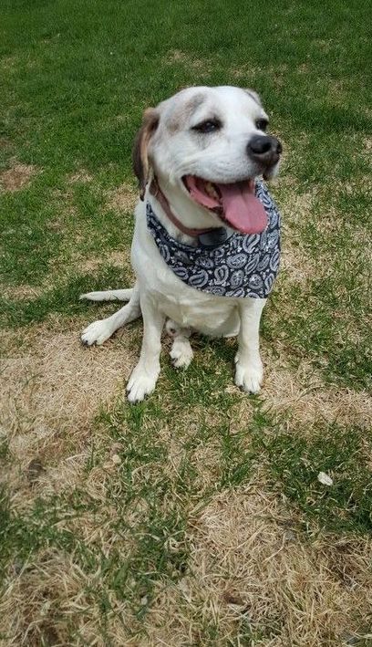 A dog wearing a bandana is sitting in the grass.