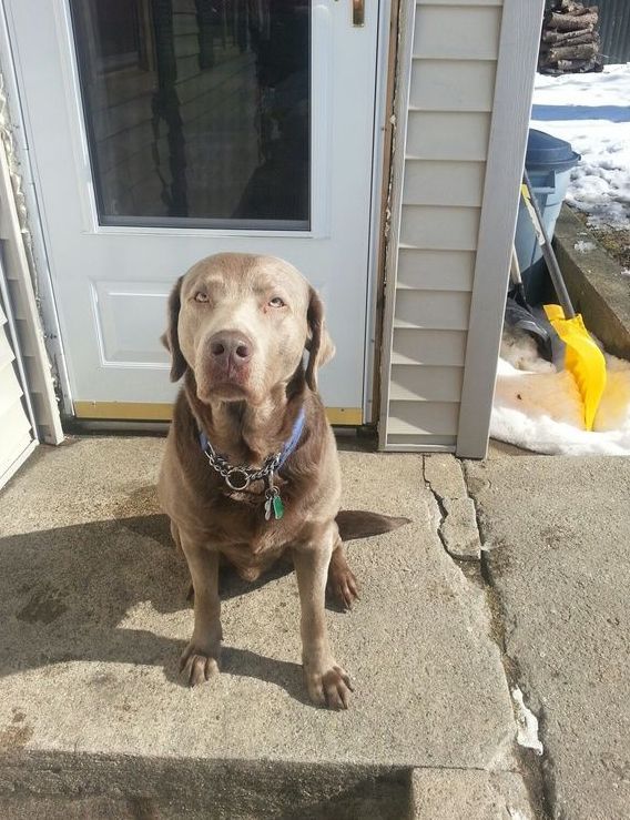 A brown dog is sitting on the steps of a house