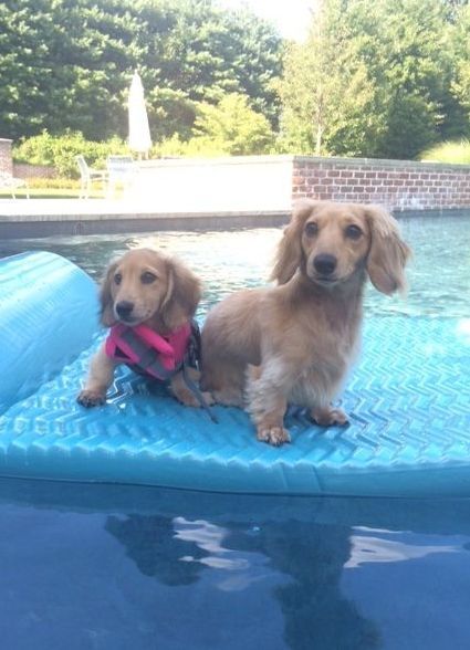 Two dachshunds are sitting on a blue raft in a pool.