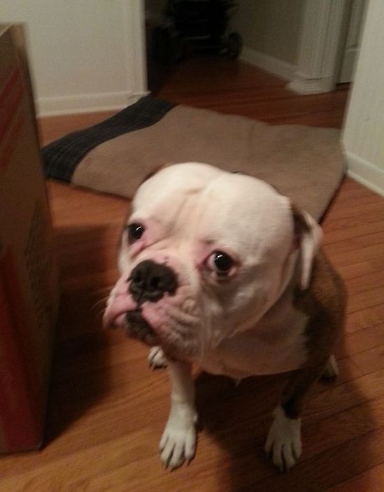 A brown and white dog is sitting on a wooden floor looking up at the camera.