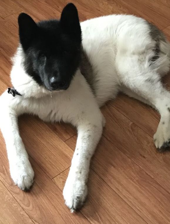 A black and white dog laying on a wooden floor