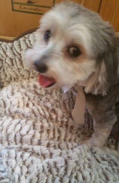 A small white dog is sitting on a bed with its tongue out.