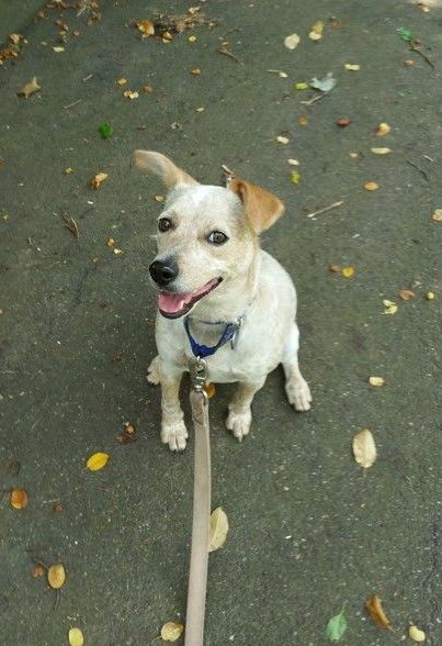 A small dog on a leash looking up at the camera