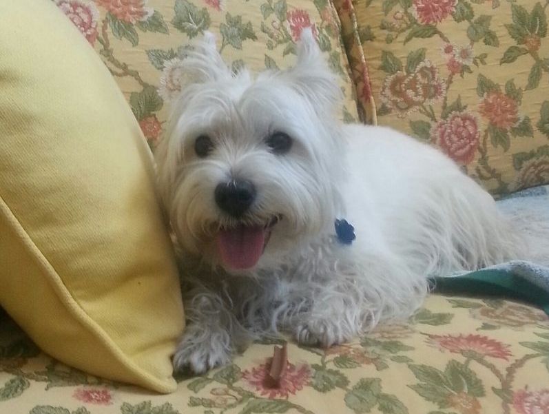 A small white dog is laying on a couch next to a yellow pillow.