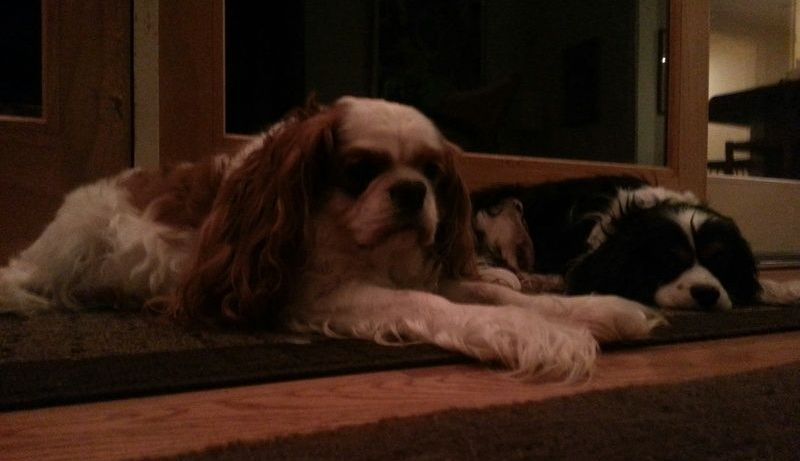 Two dogs laying next to each other on a doorstep