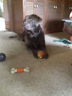 A dog is laying on the floor next to a ball and a bone.