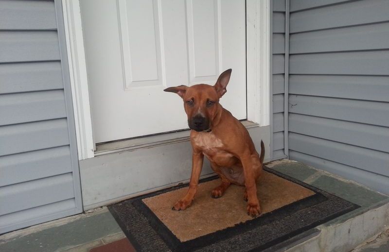 A brown dog is sitting on a door mat in front of a door.