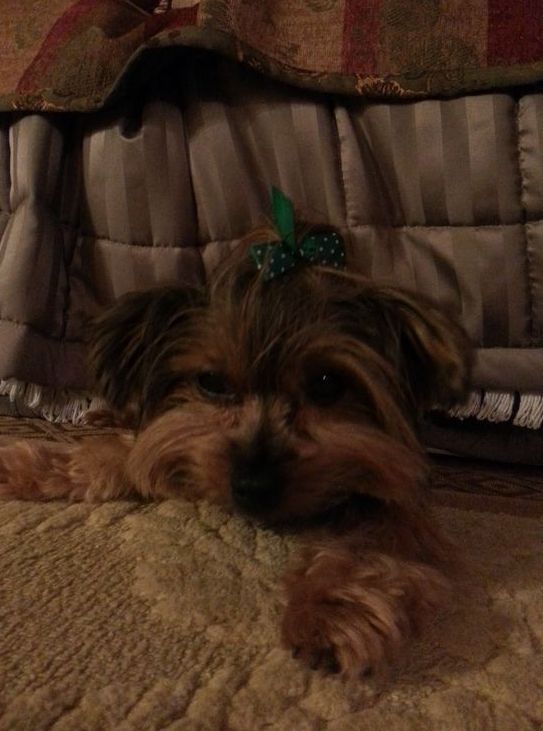 A small dog with a green bow in its hair is laying on a bed.