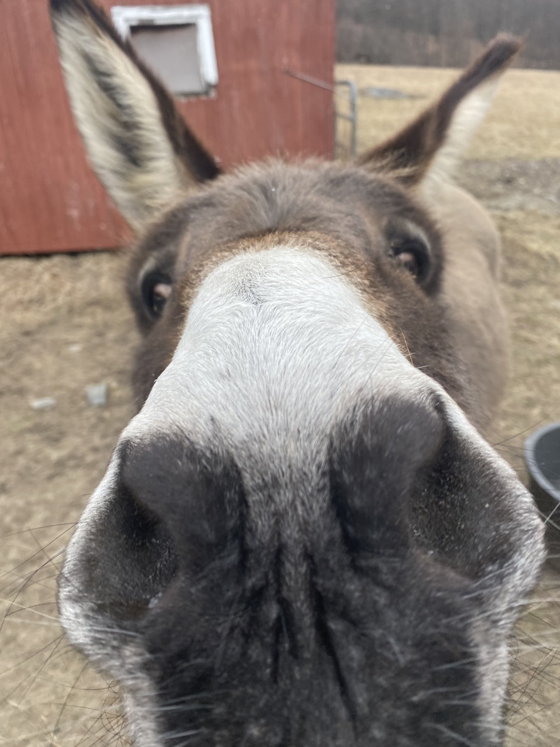 A close up of a donkey 's nose with a red barn in the background