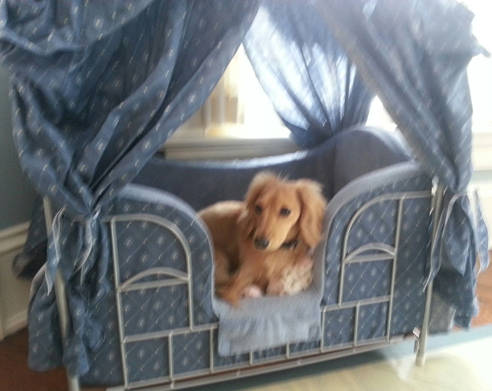 A small dog is laying in a canopy bed