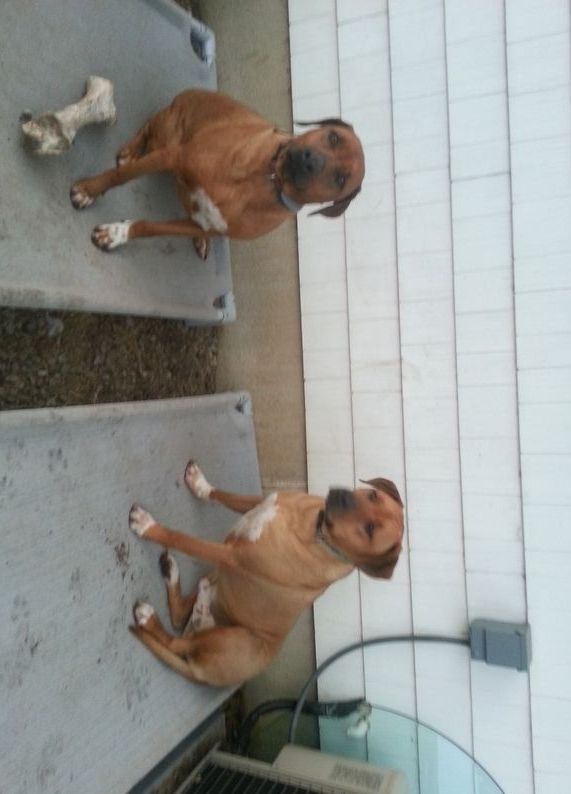 Two brown dogs are laying on a concrete surface