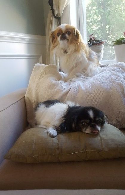 Two dogs are laying on a pillow on a couch.