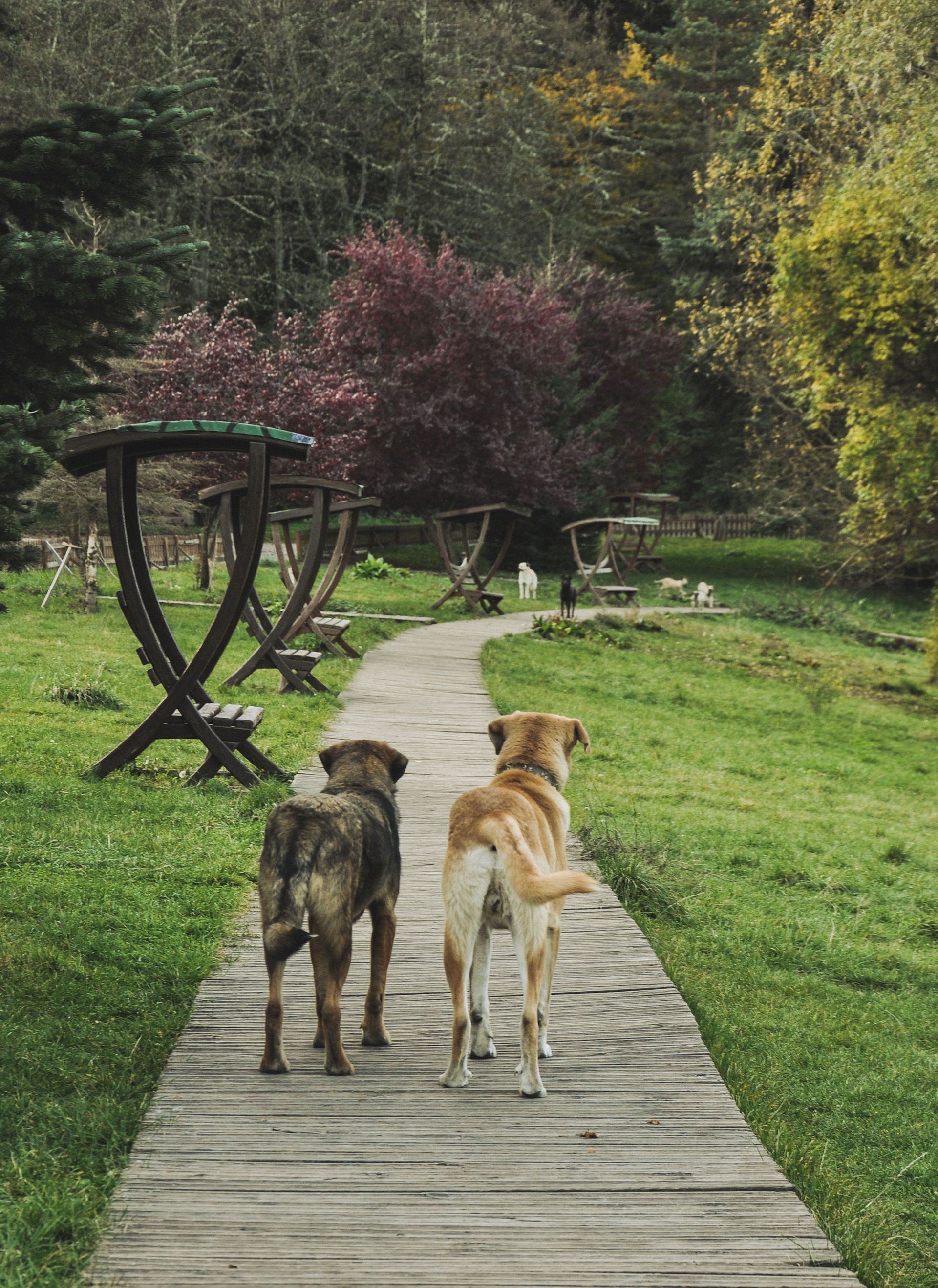 dog trainer pawling, pet sitting pawling, private dog training pawling, in-home dog training in danb