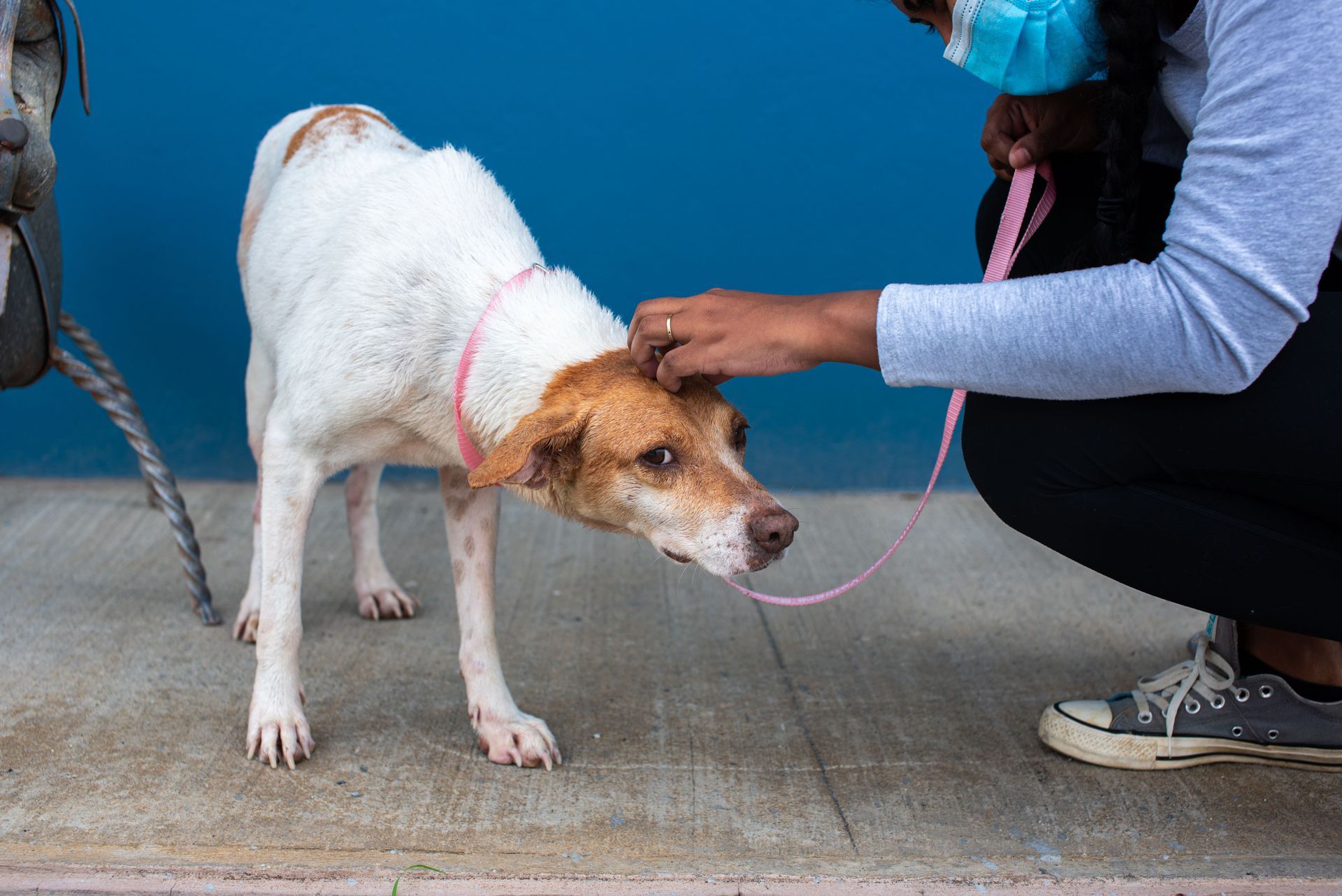 dog trainer pawling, pet sitting pawling, private dog training pawling, bonded and insured dog train